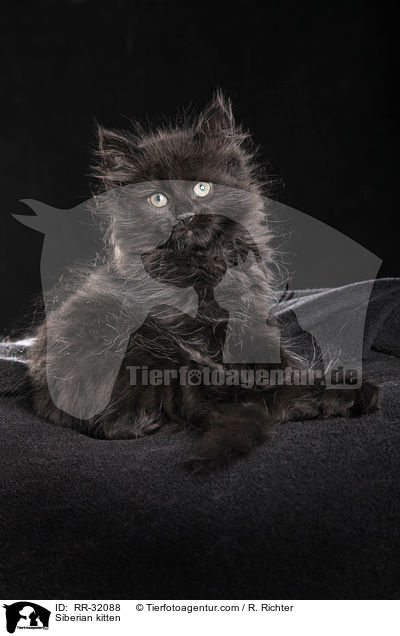 Siberian kitten / RR-32088