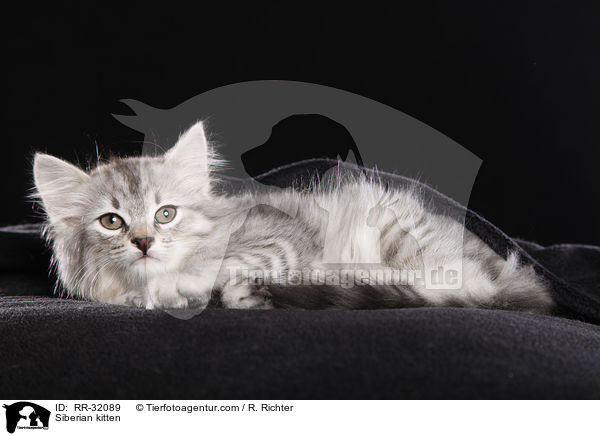 Siberian kitten / RR-32089