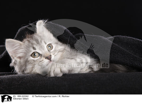 Siberian kitten / RR-32092
