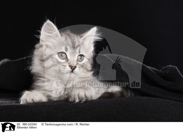 Siberian kitten / RR-32094