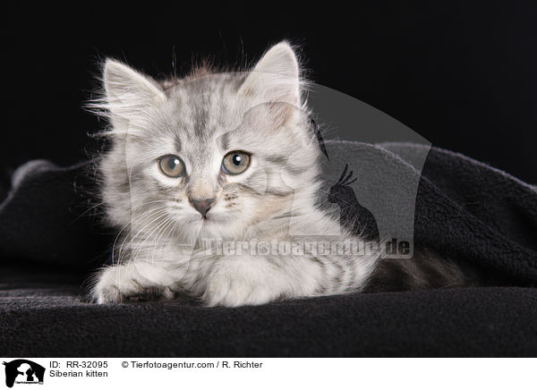 Siberian kitten / RR-32095