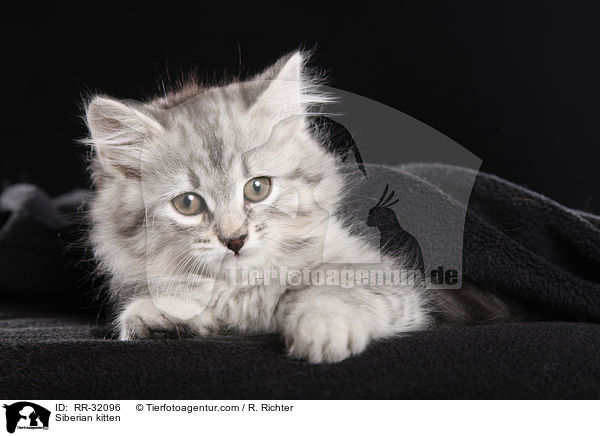 Siberian kitten / RR-32096