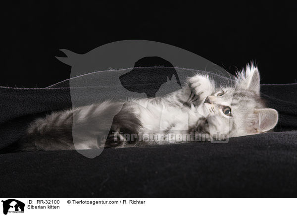 Siberian kitten / RR-32100