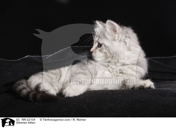 Siberian kitten / RR-32104