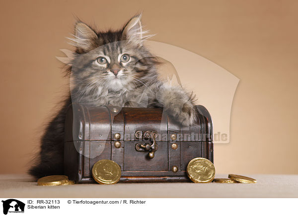 Sibirisches Ktzchen / Siberian kitten / RR-32113