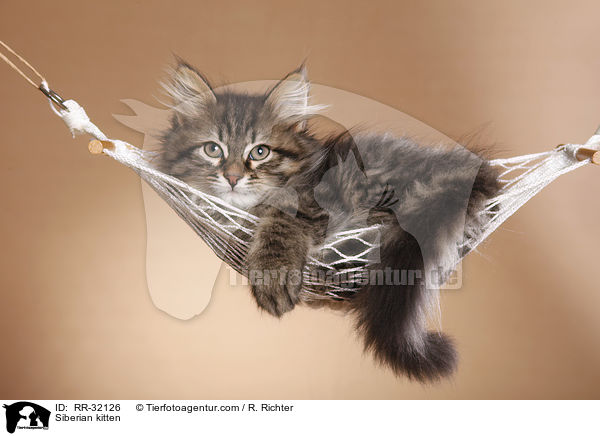 Sibirisches Ktzchen / Siberian kitten / RR-32126