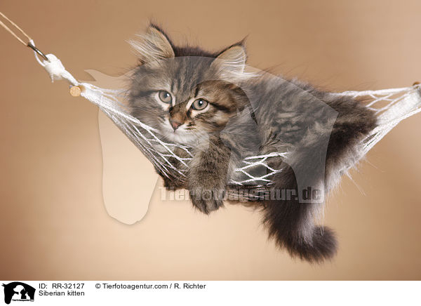 Sibirisches Ktzchen / Siberian kitten / RR-32127