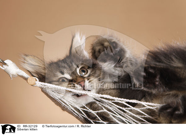 Siberian kitten / RR-32129