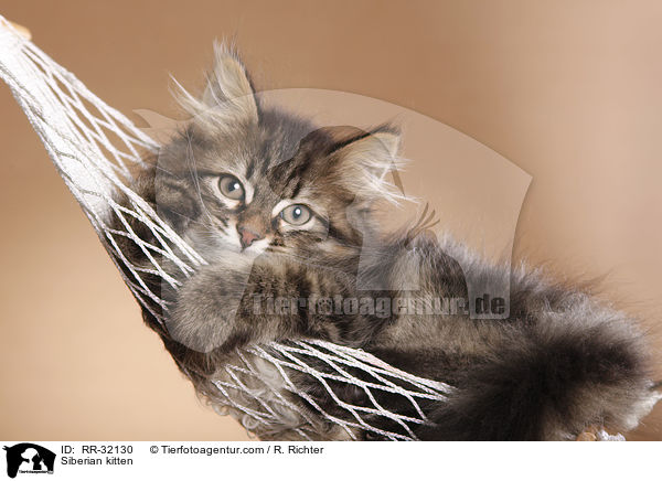 Sibirisches Ktzchen / Siberian kitten / RR-32130