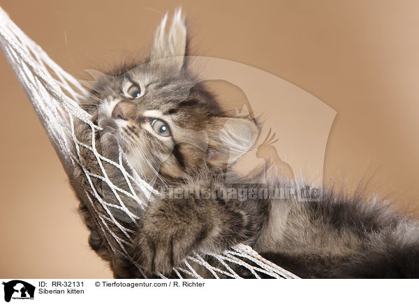 Sibirisches Ktzchen / Siberian kitten / RR-32131