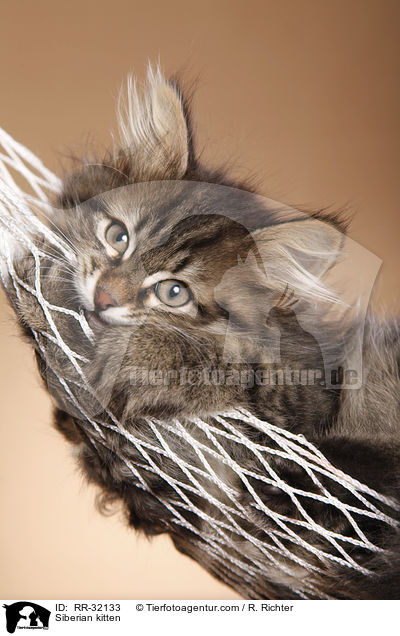 Sibirisches Ktzchen / Siberian kitten / RR-32133