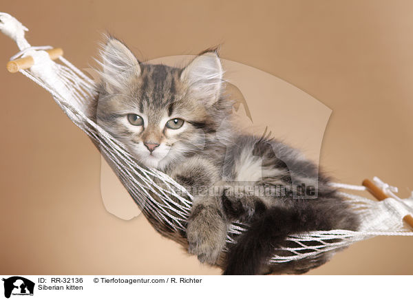 Siberian kitten / RR-32136