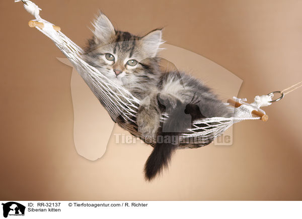 Siberian kitten / RR-32137