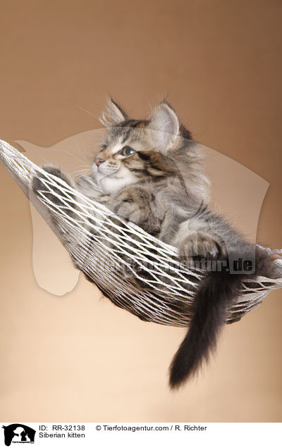 Siberian kitten / RR-32138