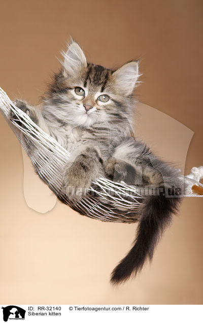 Sibirisches Ktzchen / Siberian kitten / RR-32140