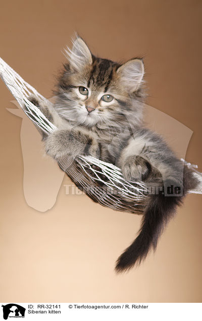 Sibirisches Ktzchen / Siberian kitten / RR-32141