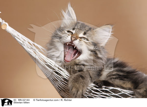 Sibirisches Ktzchen / Siberian kitten / RR-32144