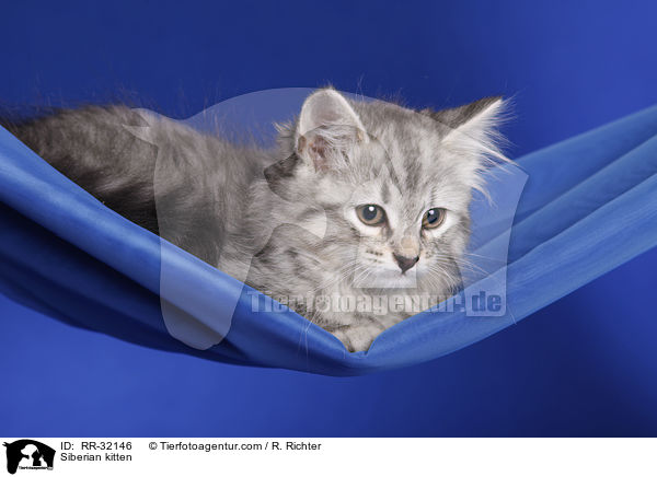 Sibirisches Ktzchen / Siberian kitten / RR-32146