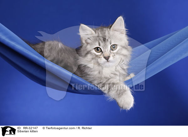 Sibirisches Ktzchen / Siberian kitten / RR-32147