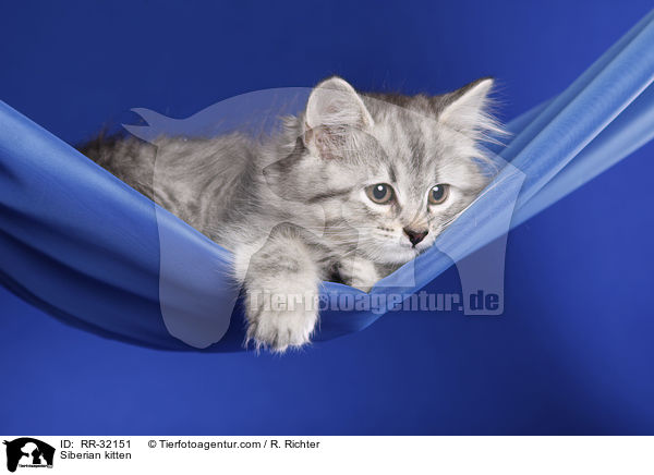 Sibirisches Ktzchen / Siberian kitten / RR-32151