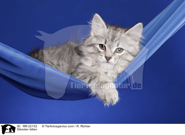 Sibirisches Ktzchen / Siberian kitten / RR-32152