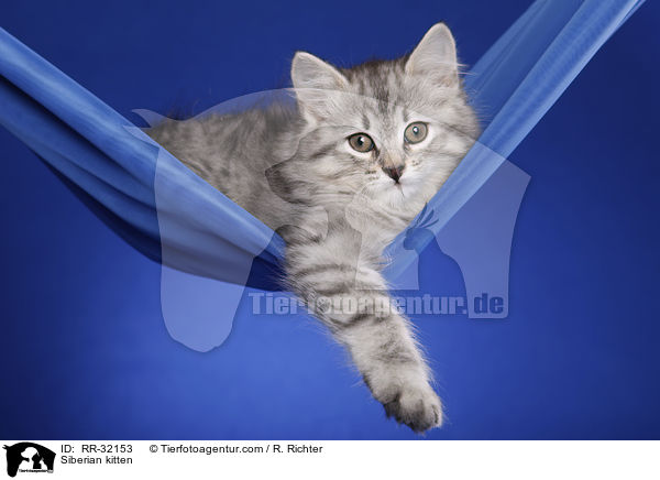 Sibirisches Ktzchen / Siberian kitten / RR-32153
