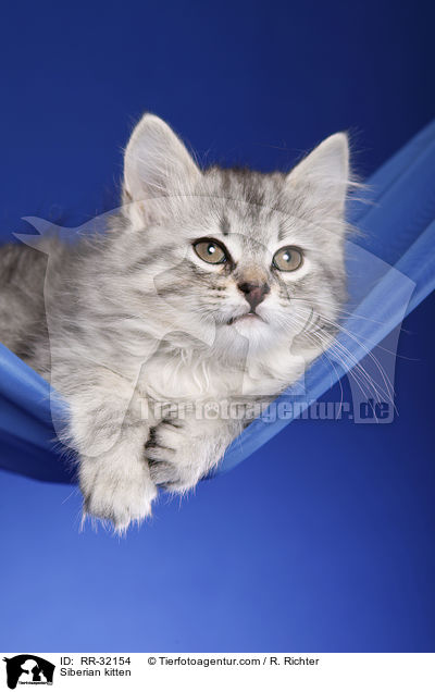 Sibirisches Ktzchen / Siberian kitten / RR-32154
