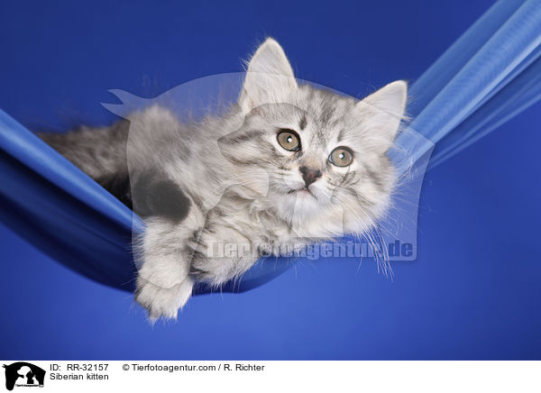 Sibirisches Ktzchen / Siberian kitten / RR-32157