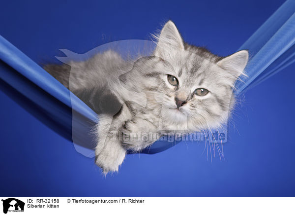 Siberian kitten / RR-32158