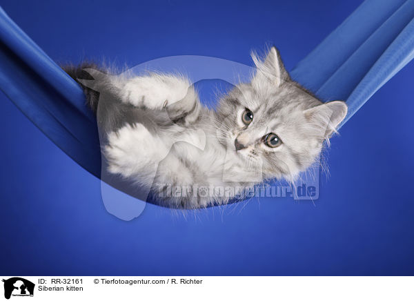 Sibirisches Ktzchen / Siberian kitten / RR-32161