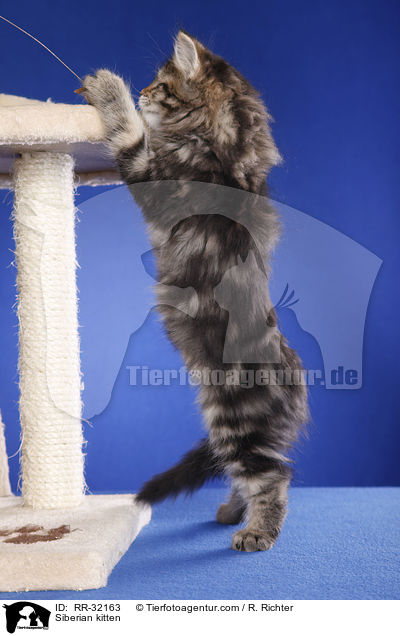 Siberian kitten / RR-32163