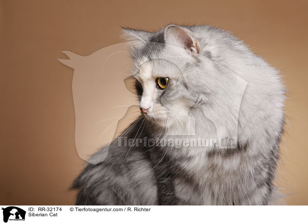 Siberian Cat / RR-32174