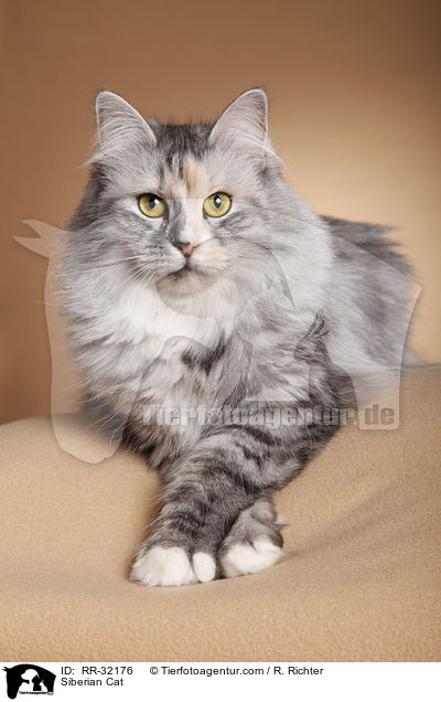 Siberian Cat / RR-32176