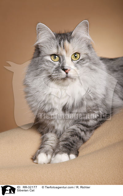Siberian Cat / RR-32177