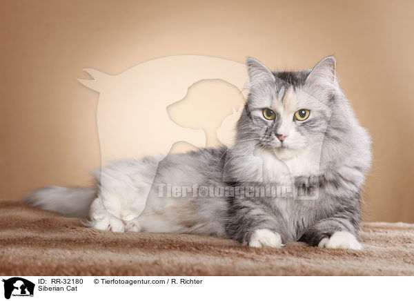 Siberian Cat / RR-32180
