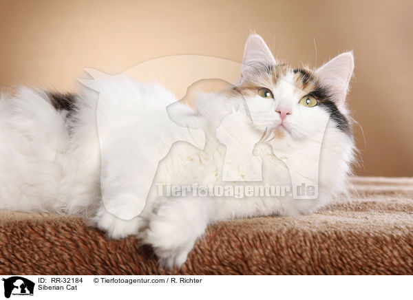 Siberian Cat / RR-32184