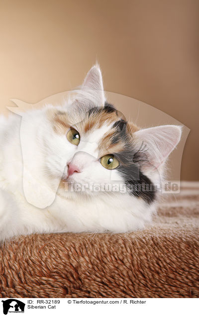 Siberian Cat / RR-32189