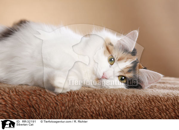 Siberian Cat / RR-32191