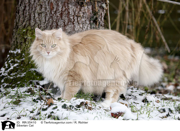 Siberian Cat / RR-35410