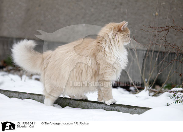 Siberian Cat / RR-35411