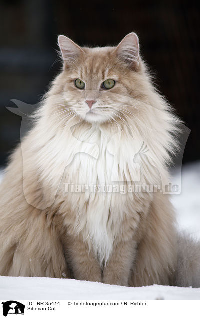 Siberian Cat / RR-35414