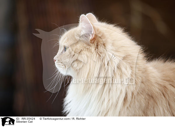 Siberian Cat / RR-35424