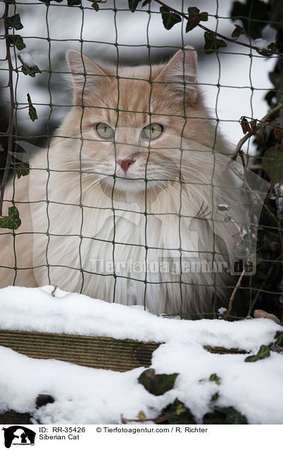 Siberian Cat / RR-35426