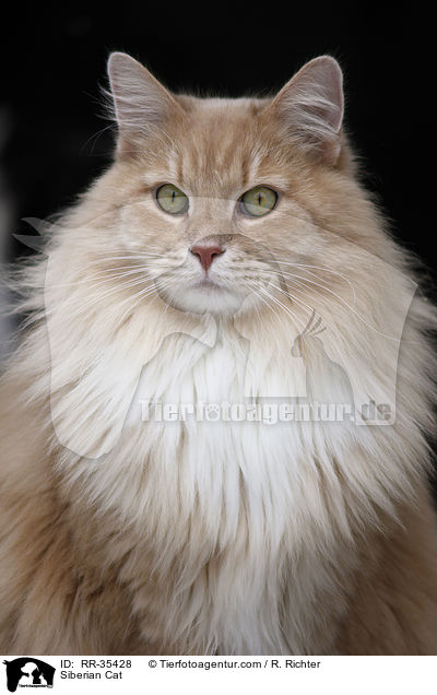 Siberian Cat / RR-35428