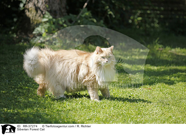 Siberian Forest Cat / RR-37274