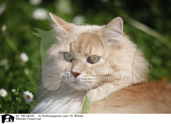 Siberian Forest Cat / RR-38030