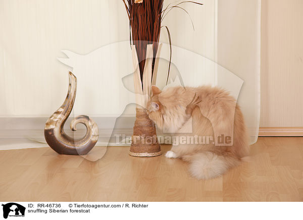 snuffling Siberian forestcat / RR-46736