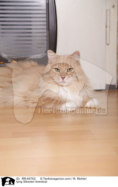lying Siberian forestcat / RR-46762