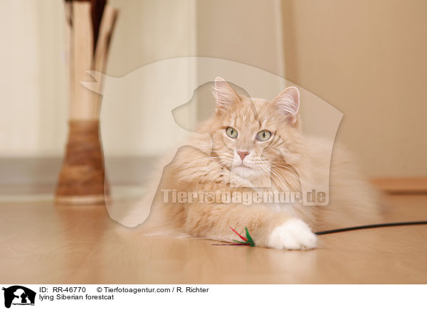 lying Siberian forestcat / RR-46770