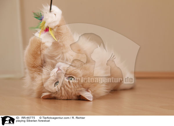 playing Siberian forestcat / RR-46775